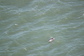 Missing Picture